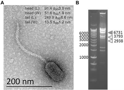 The transcriptional regulator CtrA controls gene expression in Alphaproteobacteria phages: Evidence for a lytic deferment pathway